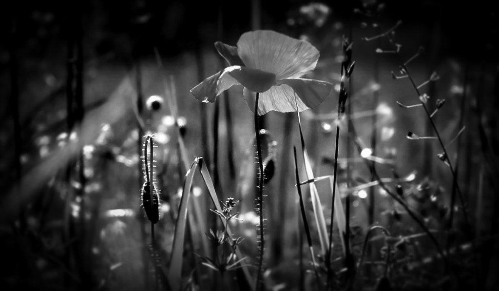 بنگر چگونه – جعفر مرزوقی (برزین&nbsp;آذرمهر)