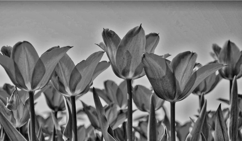 &laquo;گل طوفان&raquo; – چند شعر از: زهره&nbsp;مهرجو