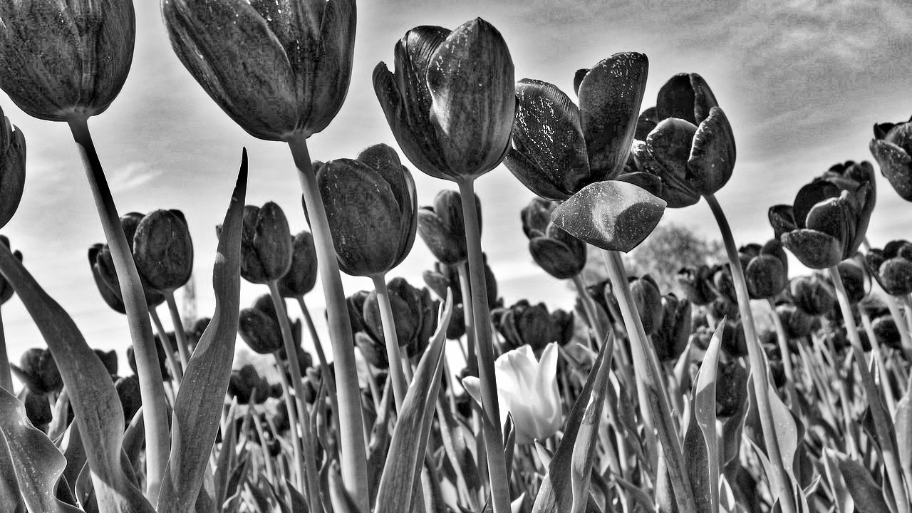 tulips-2635062_1280