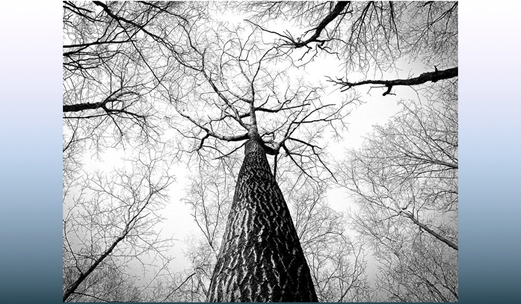 ای باغ خورده داغ بیداد! – جعفر مرزوقی(برزین&nbsp;آذرمهر)