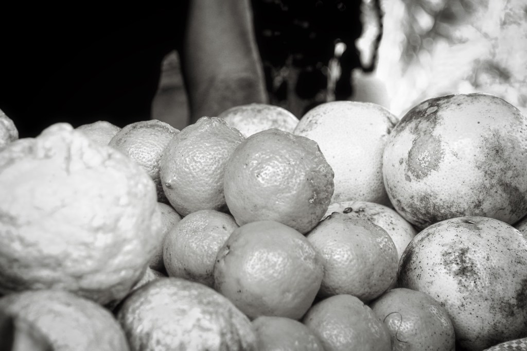 کوبا، الگوی کشاورزی پایدار به سوی امنیت غذایی&nbsp;جهان